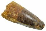 Fossil Spinosaurus Tooth - Feeding Worn Tip #349757-1